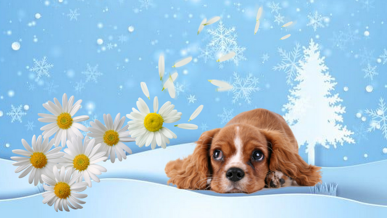 Интерактивная сказка" Ромашки в Январе"