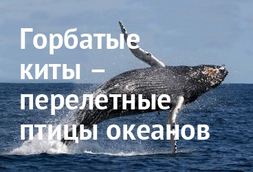 Цикл лекций о китах